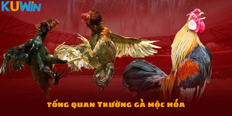 Thông tin chung về trường gà Mộc Hóa