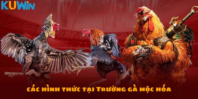 Các hình thức giải trí hấp dẫn tại trường gà Mộc Hóa