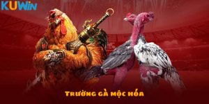 Trường gà Mộc Hóa